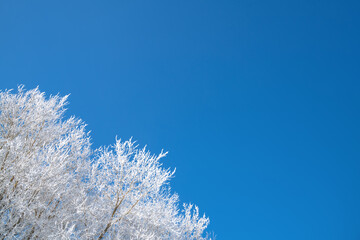 Tree branches are covered with white frost against a blue sky. Winter. Winter background