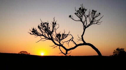 Silhouette of an acacia tree with a vibrant sunrise in the background, morning, scenic
