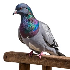 Fototapeta premium Rock Dove.