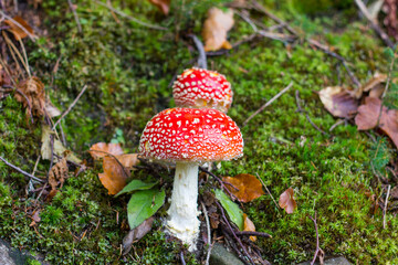 Muchomory w mchu, jesień, muchomor, czerwony grzyb © Damian