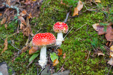 Muchomory w mchu, jesień, muchomor, czerwony grzyb
