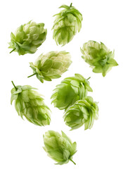 Fresh green hop cones cascading against a clear backdrop, perfect for beer themed projects