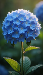 Close-Up of Brilliant Blue Hydrangea with Delicate Petal Texture