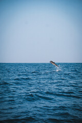 Delfin in Mexiko  © hanna