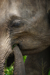 Fototapeta premium Elefant in Sri Lanka