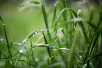 nature in the Dolomites mountains
