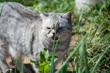 A beautiful gray British cat stands with her eyes narrowed and her mouth open. Green onion feathers in the foreground.
