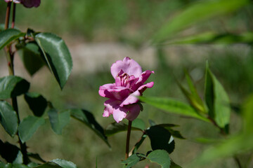 Pink rose beginning to bloom on a blurred green background in a garden in summer