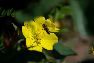 Bee on a yellow flower on a blurred background