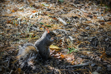 Squirrel in Central Park, New York City