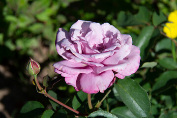 Beautiful pink rose on a blurred background of green leaves in the garden in summer