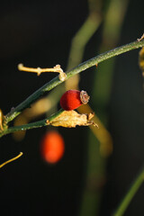 Hagebutte mit Morgenfrost