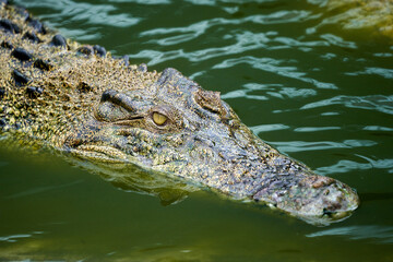 Close up of crocodile open mouth with open mouth and teeth.