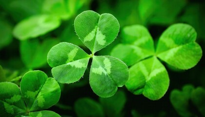 Close-Up of a Vibrant Three-Leaf Clover with Lush Greenery in the Background. Symbolizing Luck, Fortune, and Celebration for Happy St. Patrick's Day. Perfect for Decorations and Holiday Themes