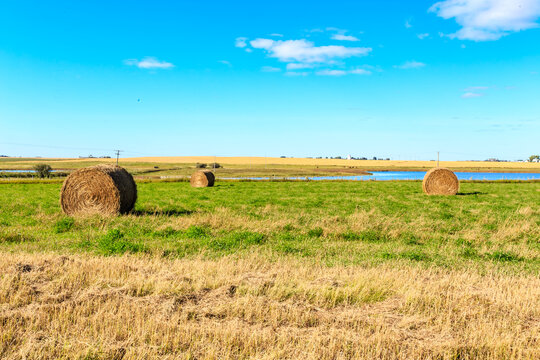 A field of hay bales with a clear blue sky in the background