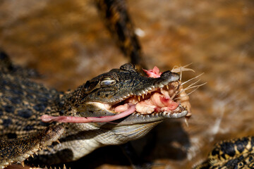 Crocodile with open mouth, closeup of head and teeth