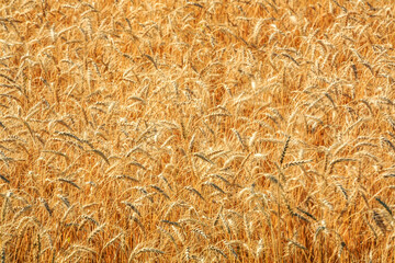 A field of golden wheat with a bright yellow hue