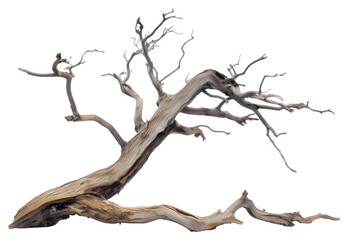 PNG Dead tree driftwood plant