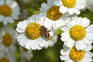Obraz premium Bug Stictopleurus abutilon. Tribe Rhopalini. Subfamily Rhopalinae. Family Scentless Plant Bugs (Rhopalidae). Fower of feverfew Tanacetum parthenium