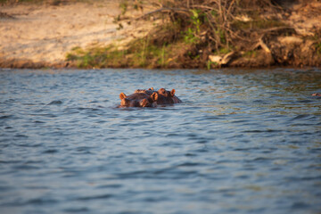 Hippopotamus - Hippopotamus amphibius or hippo is large, mostly herbivorous, semiaquatic mammal native lying in the Congo River, with its head above water.