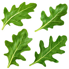 Fototapeta premium A Glorious Display of Fresh Arugula Leaves Captured in Crisp Detail