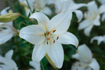 Various varieties of lilies in the garden. Seeds and bulbs for planting flowers.