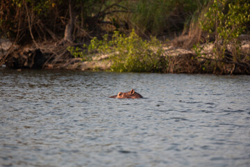 Hippopotamus - Hippopotamus amphibius or hippo is large, mostly herbivorous, semiaquatic mammal native lying in the Congo River, with its head above water.