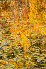 A reflection of trees and leaves in a pond