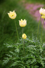 nature in the Dolomites mountains