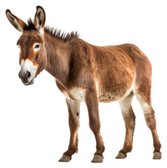 Obraz premium PNG Donkey animal mammal horse.