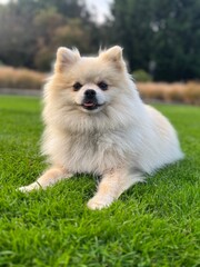 Cute Pomeranian in the grass