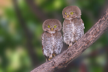 Jungle owlet