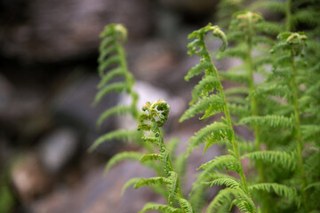 nature in the Dolomites mountains