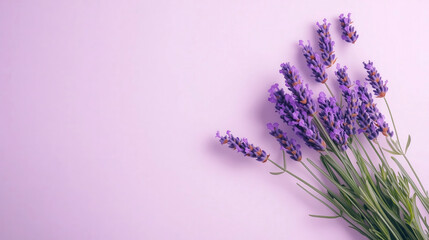 Fototapeta premium Fresh lavender bouquet on pastel pink background