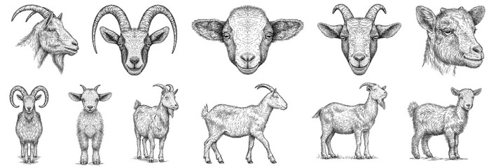 Vintage engraving isolated goat set illustration ink sketch. Farm animal background ram silhouette sheep art. Black and white hand drawn image
