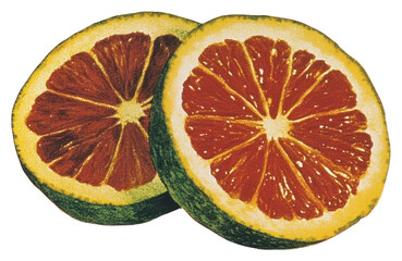 PNG Ads fruit illustration grapefruit.