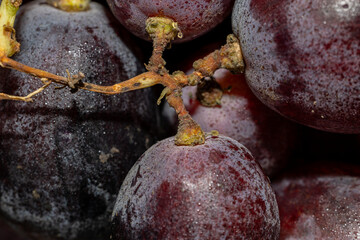 Detalle de uvas moradas con textura y frescura visible, resaltando su naturalidad