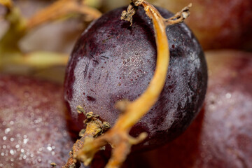 Detalle de uvas moradas con textura y frescura visible, resaltando su naturalidad
