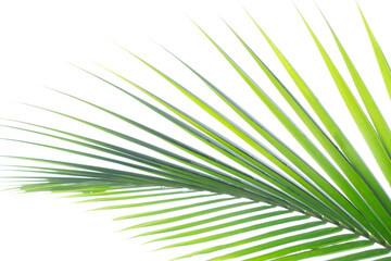 Palm leaf on a white isolated background. A template for your product or text
