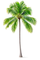 Green Palm Tree Isolated on White Background