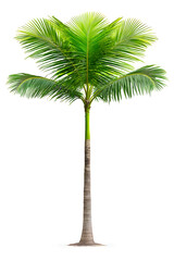 Green Palm Tree Isolated on White Background