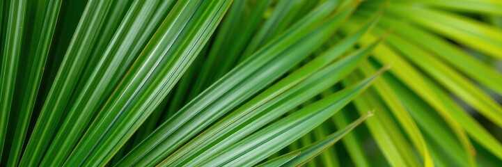 Close up detail of natural tropical green palm leaf texture, perfect for backgrounds and natural design projects, nature, close up, texture
