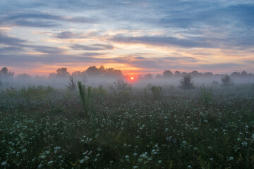 Obraz premium sunrise in the forest