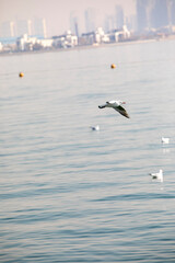 birds on lake