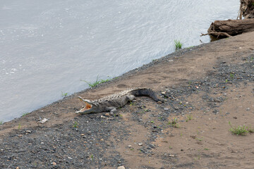 Crocodile with Open Mouth at Crocodile Bridge in Costa Rica