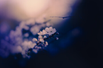 In the spring, beautiful white cherry blossoms bloom on delicate branches, releasing a sweet fragrance in the evening twilight. Nature is at its most beautiful and peaceful.
