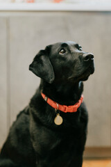 A black dog with a red collar is sitting on a wooden floor. The dog is looking up at the camera with a curious expression