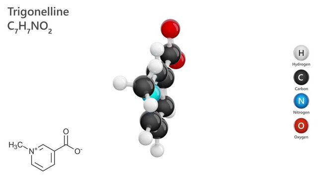 Trigonelline. Animated 3D model of a molecule. Molecular formula: C7H7NO2. Chemical model: Ball and sticks. White background. 3D rendering. Seamless loop.