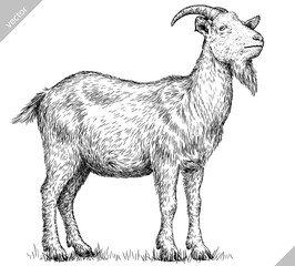 Vintage engraving isolated goat set illustration ink sketch. Farm animal background ram silhouette sheep art. Black and white hand drawn vector image