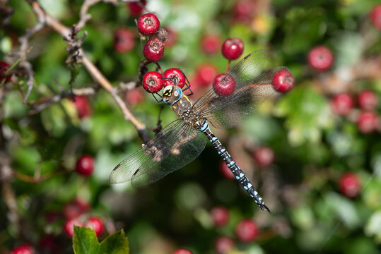 Dragonfly and red berries